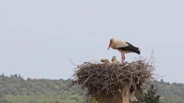 Büyüleyici Beyaz Leylekler, Portekiz 'in Algarve bölgesindeki Odiaxere' de Ciconia ciconia..