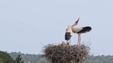 Büyüleyici Beyaz Leylekler, Portekiz 'in Algarve bölgesindeki Odiaxere' de Ciconia ciconia..