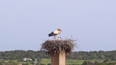 Büyüleyici Beyaz Leylekler, Portekiz 'in Algarve bölgesindeki Odiaxere' de Ciconia ciconia..