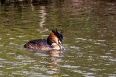 Great Crested Grebe, Podiceps kristali bir balık yakaladı. Güzel turuncu renkli bir kuş, kırmızı gözlü bir su kuşu. Eski Dünya 'da bulunan en büyük aile üyesidir..