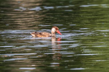 Kırmızı ibikli Pochard, Netta rufina büyük bir dalış ördeğidir. Burada Münih, Almanya 'da bir gölde yüzüyor.