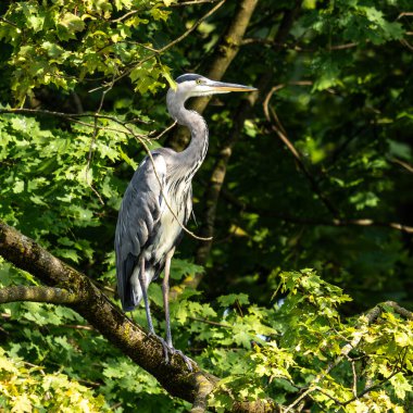 Gri balıkçıl, Ardea cinerea, büyük gri bir kuş ağaçta bir dalda oturuyor ve etrafa bakıyor, tüylü tüyler, büyük gagalı, başının arkasında uzun tüyler, vahşi doğadan bir sahne.