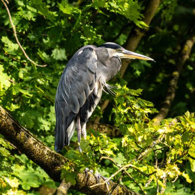 Gri balıkçıl, Ardea cinerea, büyük gri bir kuş ağaçta bir dalda oturuyor ve etrafa bakıyor, tüylü tüyler, büyük gagalı, başının arkasında uzun tüyler, vahşi doğadan bir sahne.