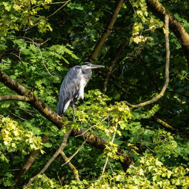 Gri balıkçıl, Ardea cinerea, büyük gri bir kuş ağaçta bir dalda oturuyor ve etrafa bakıyor, tüylü tüyler, büyük gagalı, başının arkasında uzun tüyler, vahşi doğadan bir sahne.