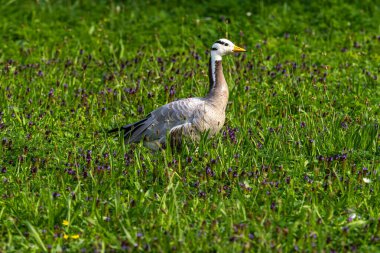 The bar-headed goose, Anser indicus is a goose that breeds in Central Asia in colonies of thousands near mountain lakes and winters in South Asia, as far south as peninsular India. clipart