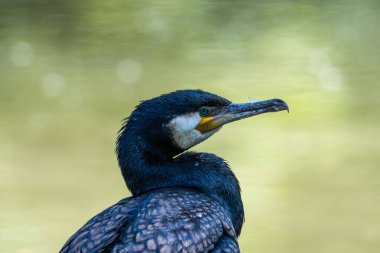 Kuzey yarımküre boyunca büyük siyah karabatak olarak bilinen büyük karabatak, Avustralya 'daki siyah karabatak ve Yeni Zelanda' nın daha güneyindeki siyah karabatak