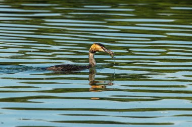 Great Crested Grebe, Podiceps kristali bir balık yakaladı. Güzel turuncu renkli bir kuş, kırmızı gözlü bir su kuşu. Eski Dünya 'da bulunan en büyük aile üyesidir..