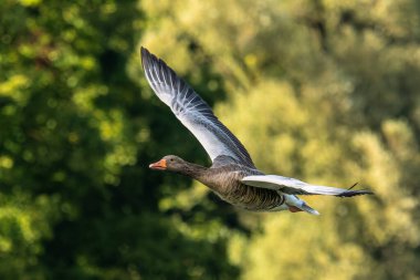 Anser anser, Anatidae familyasından Anatidae familyasından bir kaz türü. Burada havada uçuyor..