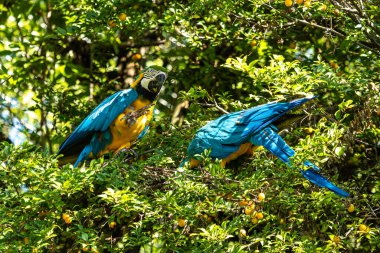 Mavi ve sarı papağan, Ara aratyası, mavi ve altın papağanı olarak da bilinir, çoğunlukla mavi üst kısımları ve açık turuncu alt kısımları olan büyük bir Güney Amerika papağanıdır.