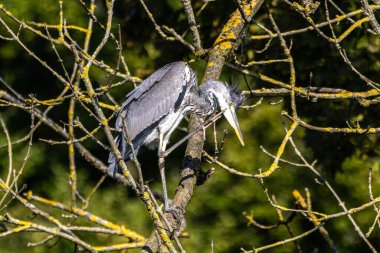 Gri balıkçıl, Ardea cinerea, büyük gri bir kuş ağaçta bir dalda oturuyor ve etrafa bakıyor, tüylü tüyler, büyük gagalı, başının arkasında uzun tüyler, vahşi doğadan bir sahne.