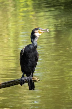 Kuzey yarımküre boyunca büyük siyah karabatak olarak bilinen büyük karabatak, Avustralya 'daki siyah karabatak ve Yeni Zelanda' nın daha güneyindeki siyah karabatak
