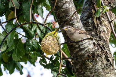 Fluffy house sparrow bird, Passer domesticus perched on bird feeder containing birdseed. clipart