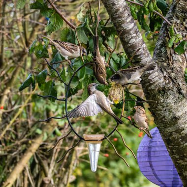 Tüylü ev kuşu, Passer domesticus kuş yemi içeren kuş yemliğinin üzerine tünemiş..