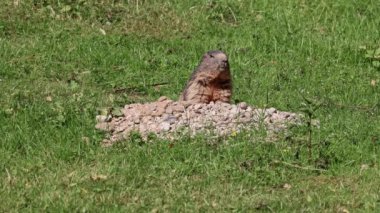 Alp dağ sıçanı ya da marmota marmota, Orta ve Güney Avrupa 'nın dağlık kesimlerinde bulunan bir dağ sıçanı türüdür.