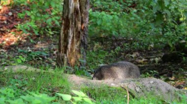 Alp dağ sıçanı ya da marmota marmota, Orta ve Güney Avrupa 'nın dağlık kesimlerinde bulunan bir dağ sıçanı türüdür.