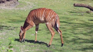 Nyala, Tragelaphus angasii Güney Afrika 'ya özgü spiral boynuzlu bir antiloptur. Bovidae familyasından ve Nyala familyasından, Tragelaphus familyasından bir türdür.. 
