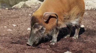 Kızıl nehir domuzu, Potamochoerus porcus, ayrıca çalı domuzu olarak da bilinir. Bu domuzun yer altında yiyecek bulmak için keskin bir koku alma duyusu var..