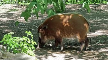 Kızıl nehir domuzu, Potamochoerus porcus, ayrıca çalı domuzu olarak da bilinir. Bu domuzun yer altında yiyecek bulmak için keskin bir koku alma duyusu var..