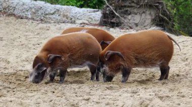 Kızıl nehir domuzu, Potamochoerus porcus, ayrıca çalı domuzu olarak da bilinir. Bu domuzun yer altında yiyecek bulmak için keskin bir koku alma duyusu var..