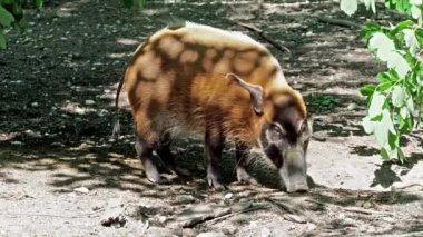 Kızıl nehir domuzu, Potamochoerus porcus, ayrıca çalı domuzu olarak da bilinir. Bu domuzun yer altında yiyecek bulmak için keskin bir koku alma duyusu var..