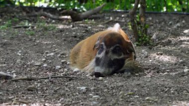 Kızıl nehir domuzu, Potamochoerus porcus, ayrıca çalı domuzu olarak da bilinir. Bu domuzun yer altında yiyecek bulmak için keskin bir koku alma duyusu var..
