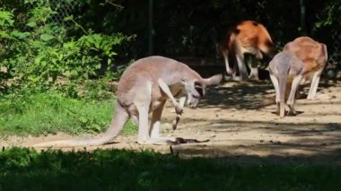 Kırmızı kanguru, Macropus Rufus tüm kanguruların en büyüğü, Avustralya 'ya özgü en büyük karasal memeli ve mevcut en büyük keseli hayvandır..