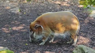 Kızıl nehir domuzu, Potamochoerus porcus, ayrıca çalı domuzu olarak da bilinir. Bu domuzun yer altında yiyecek bulmak için keskin bir koku alma duyusu var..