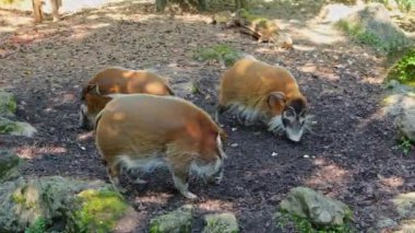 Kızıl nehir domuzu, Potamochoerus porcus, ayrıca çalı domuzu olarak da bilinir. Bu domuzun yer altında yiyecek bulmak için keskin bir koku alma duyusu var..