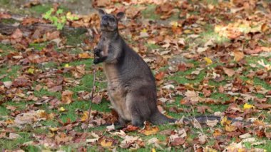 Wallaby bataklığı, Wallabia bicolor, küçük kangurulardan biridir. Bu valabi aynı zamanda siyah valabi olarak da bilinir.