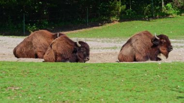 Bizon ya da bizon, bir zamanlar Kuzey Amerika 'da geniş sürüler halinde yaşayan bir bizon türüdür.. 