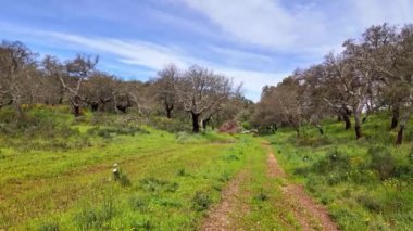Arronches, Alentejo, Portekiz yakınlarındaki Hortas de Baixo 'daki Mantar Meşe Ormanı. Arronches, Alentejo, Portekiz yakınlarındaki Hortas de Baixo' daki Mantar Meşesi Ormanı 'ndan geçiyorum..