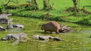 Capybara, Hydrochoerus hydrochaeris dünyadaki en büyük kemirgendir. En yakın akrabaları agouti, çinçilya, coyphillas ve kobaylardır. Güney Amerika 'ya özgü.. 