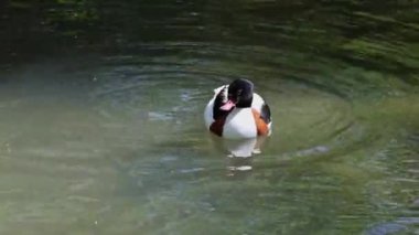 Ortak shelduck, Tadorna tadorna Tadorna shelduck cins su kuşları familyasından.