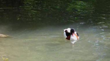 Ortak shelduck, Tadorna tadorna Tadorna shelduck cins su kuşları familyasından.