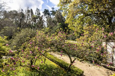 Portekiz 'deki Coimbra Üniversitesi Botanik Bahçesi. Bahçe 18. yüzyılda kuruldu ve şehirdeki en popüler yerlere ait..