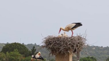 Büyüleyici Beyaz Leylekler, Portekiz 'in Algarve bölgesindeki Odiaxere' de Ciconia ciconia..