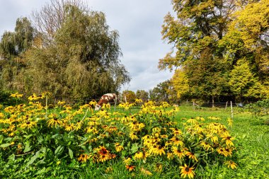 Starnberg Gölü, Bavyera 'daki Bernrieder Parkı' nda sonbahar manzarası, Yukarı Bavyera, Almanya, Avrupa