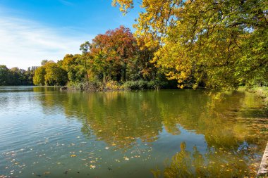 Münih 'in ünlü dinlenme yeri Englischer Garten' da altın sonbahar manzarası. Düşmüş yaprakları ve altın güneş ışığı olan İngiliz bahçesi. Munchen, Bavyera, Almanya
