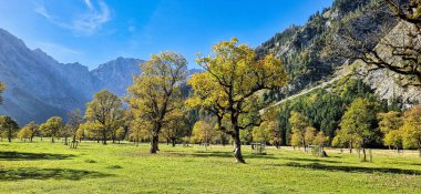 Ahornboden 'daki akçaağaç ağaçlarının sonbahar manzarası, Karwendel dağları, Tyrol, Avusturya