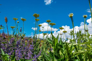 2024 Kirchheim, Bavyera, Almanya 'daki State Garden Show' dan izlenimler