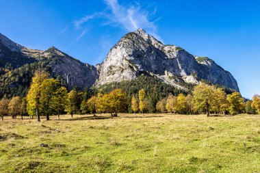 Ahornboden 'daki akçaağaç ağaçlarının sonbahar manzarası, Karwendel dağları, Tyrol, Avusturya