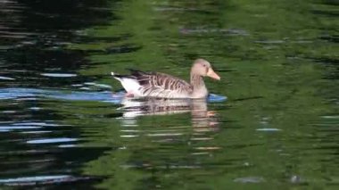 Anser anser, Anatidae familyasından Anatidae familyasından bir kaz türü..
