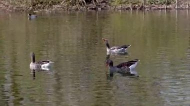 Anser anser, Anatidae familyasından Anatidae familyasından bir kaz türü..