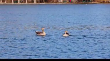 Anser anser, Anatidae familyasından Anatidae familyasından bir kaz türü..