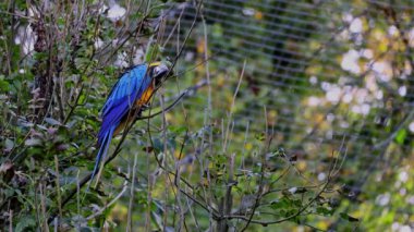 Mavi ve sarı papağan, Ara aratyası, mavi ve altın papağanı olarak da bilinir, çoğunlukla mavi üst kısımları ve açık turuncu alt kısımları olan büyük bir Güney Amerika papağanıdır.