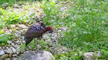 Parlak aynak, Plegadis falcinellus, Threskiornithidae familyasından bir kuş türü..