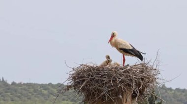 Büyüleyici Beyaz Leylekler, Portekiz 'in Algarve bölgesindeki Odiaxere' de Ciconia ciconia..