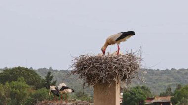 Büyüleyici Beyaz Leylekler, Portekiz 'in Algarve bölgesindeki Odiaxere' de Ciconia ciconia..
