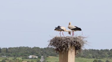 Büyüleyici Beyaz Leylekler, Portekiz 'in Algarve bölgesindeki Odiaxere' de Ciconia ciconia..