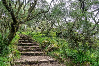 Ancient oak forest of Bussaco, in Luso, Aveiro in Portugal. Trail between trees with stairs in the forest. Forest footpath. clipart